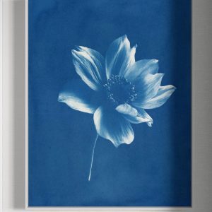 Affiches Éditions limitées